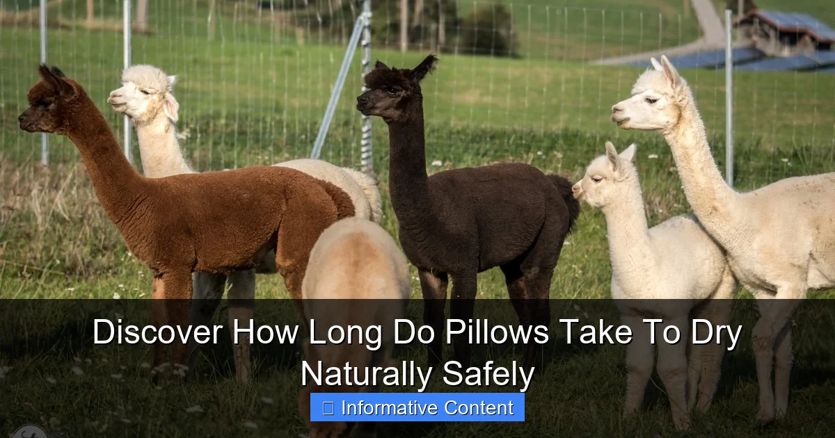 Discover How Long Do Pillows Take To Dry Naturally Safely